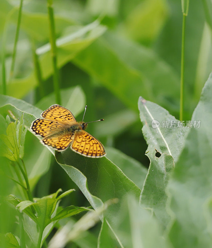 沼泽贝母蝶(Boloria eunomia)